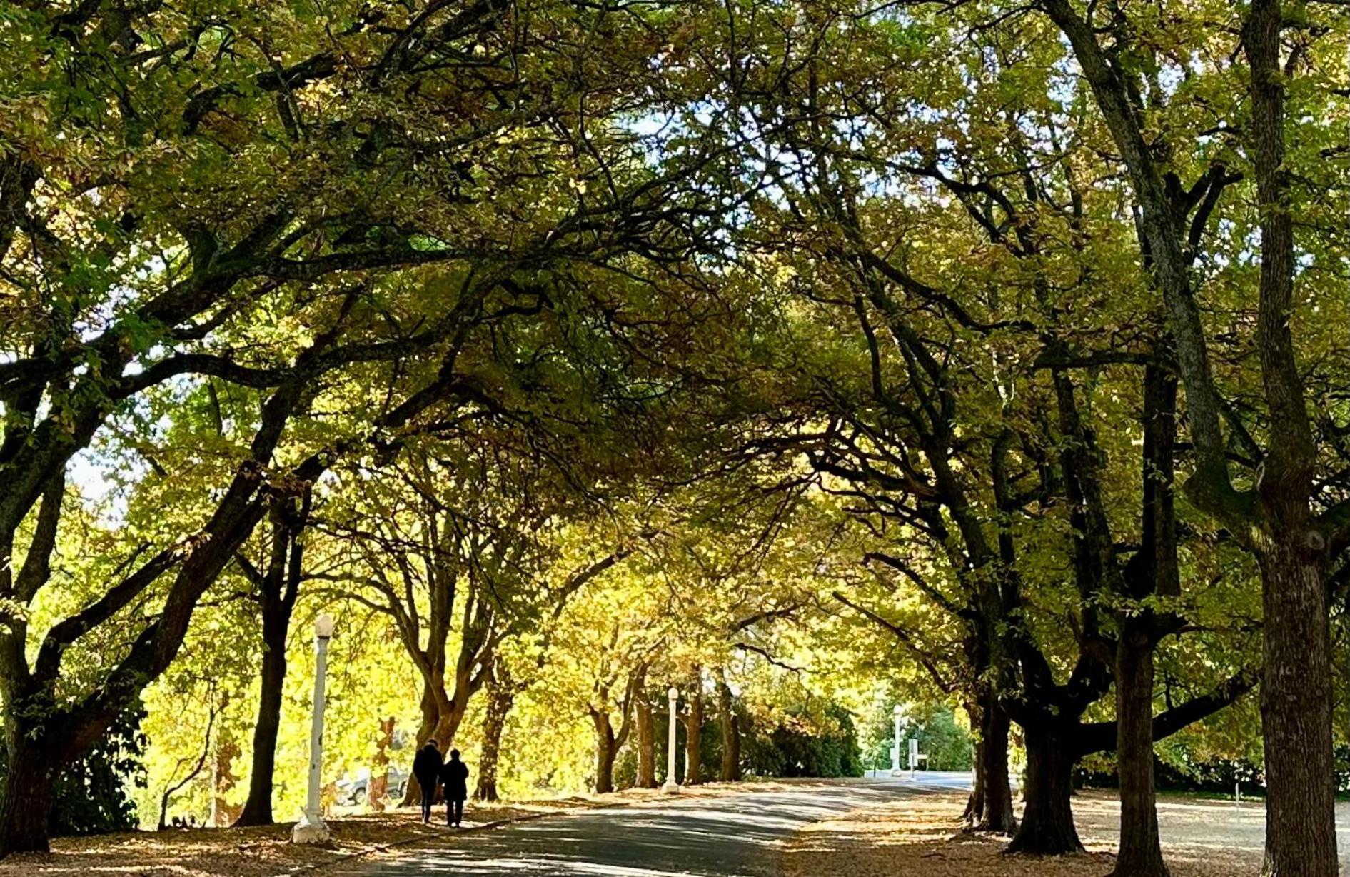 The Grand Oaks Resort Beechworth Eksteriør billede