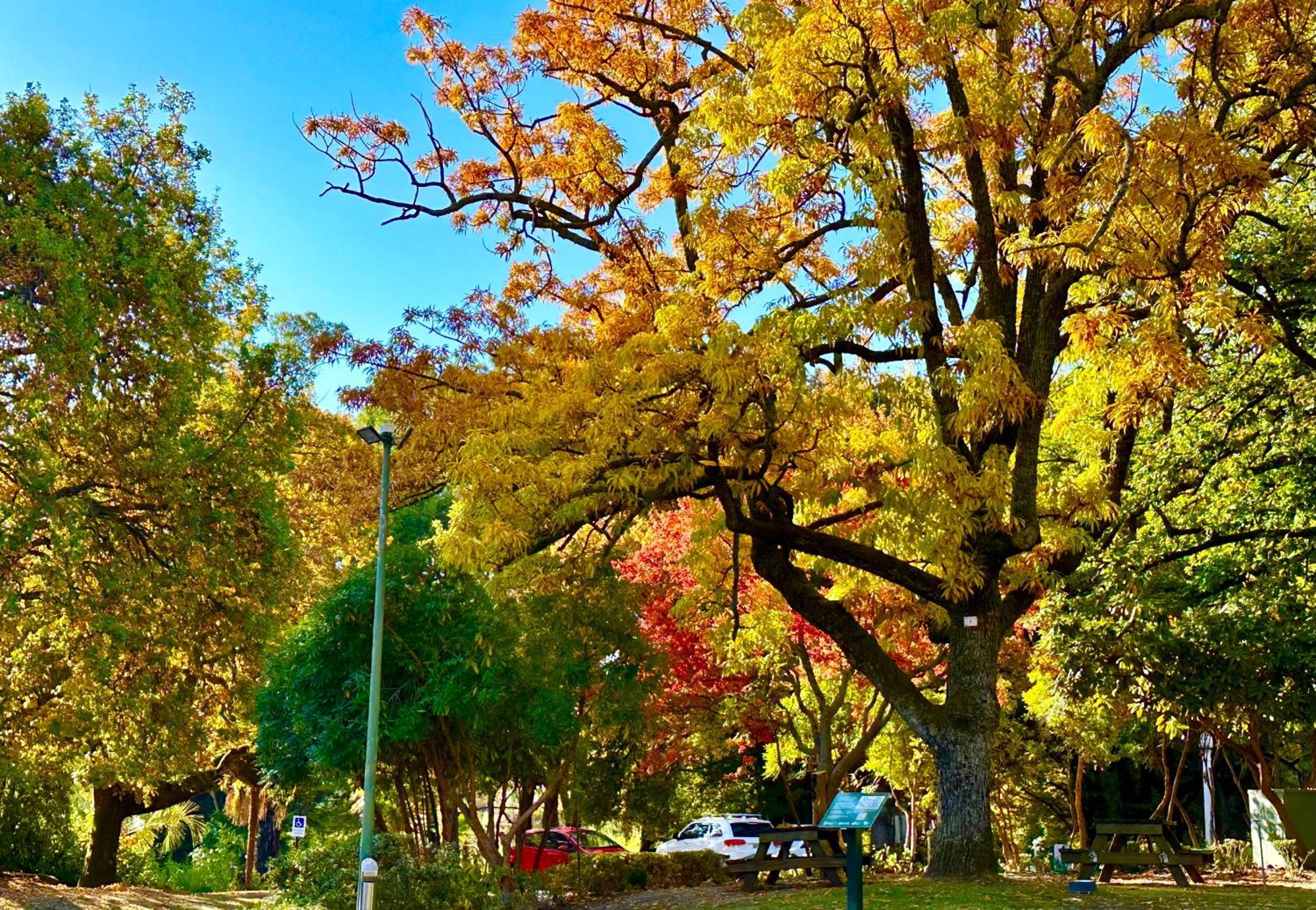 The Grand Oaks Resort Beechworth Eksteriør billede