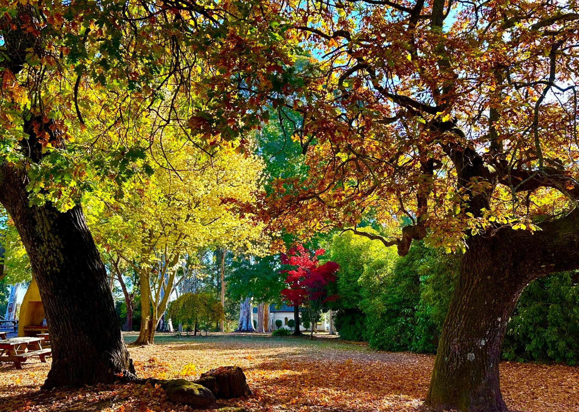 The Grand Oaks Resort Beechworth Eksteriør billede